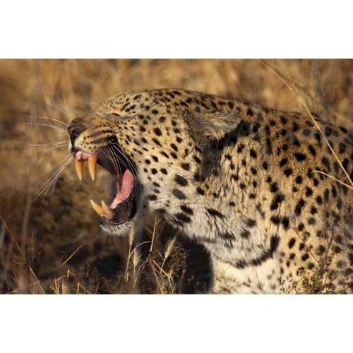 Botswana, Savute Game Reserve Yawning leopard